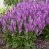 Color Spires® 'Back To The Fuchsia' Salvia