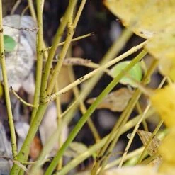 Arctic Fire® Yellow Red-Twig Dogwood 9 Arctic Fire® Yellow Red-Twig Dogwood -AURA Flower Shop cornus arctic fire yellow 4 P ee90fd47 1fcf 4740 921c 469de2455d08 sw