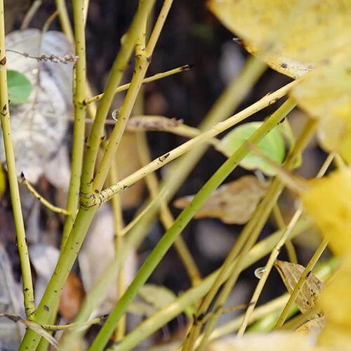 Arctic Fire® Yellow Red-Twig Dogwood 4 Arctic Fire® Yellow Red-Twig Dogwood - Image 4