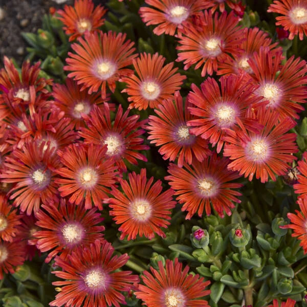 Kaleidoscope™ 'Dancing Embers' Ice Plant 1 Kaleidoscope™ 'Dancing Embers' Ice Plant