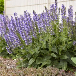 Color Spires® 'Azure Snow' Salvia 12 Color Spires® 'Azure Snow' Salvia -AURA Flower Shop d72847b716a03f1ce7cd21980164359a