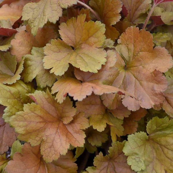 Dolce® 'Toffee Tart' Coral Bells 1 Dolce® 'Toffee Tart' Coral Bells