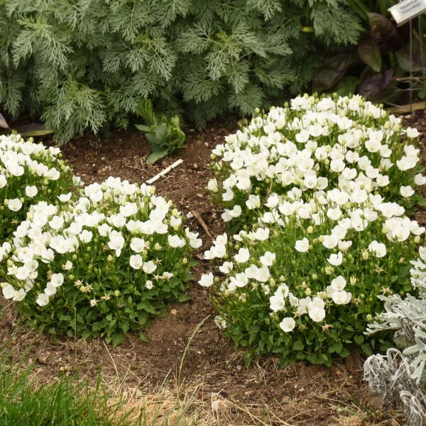 Mini Marvels™ Starbright Bellflower 3 Mini Marvels™ Starbright Bellflower - Image 3