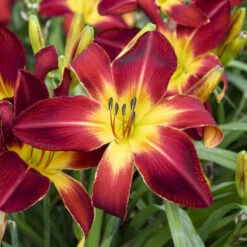 Rainbow Rhythm® 'Ruby Spider' Daylily 7 Rainbow Rhythm® 'Ruby Spider' Daylily -AURA Flower Shop e733f097c1ead2fcaa10f5dc96466246