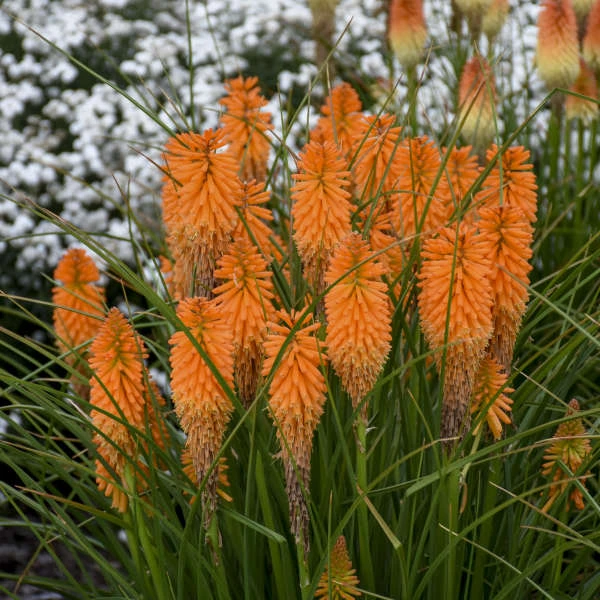 Pyromania™ 'Orange Blaze' Red Hot Poker 2 Pyromania™ 'Orange Blaze' Red Hot Poker - Image 2