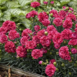 Fruit Punch® 'Raspberry Ruffles' Dianthus 7 Fruit Punch® 'Raspberry Ruffles' Dianthus -AURA Flower Shop e87edf696373a284d9438c94dccc133f