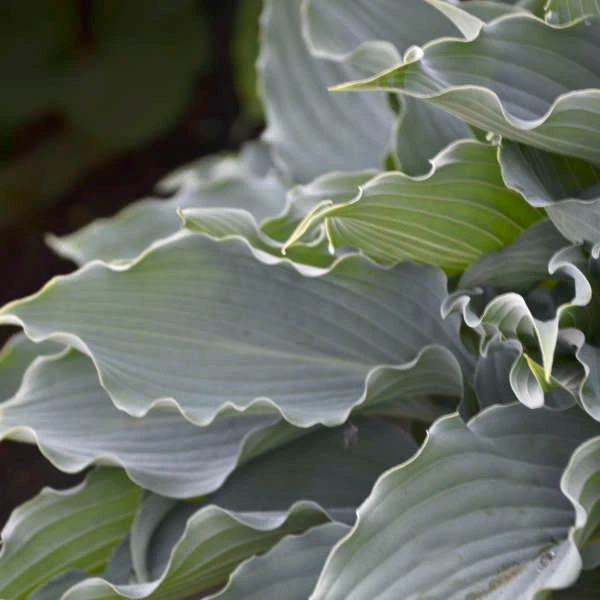 Shadowland® 'Waterslide' Hosta 2 Shadowland® 'Waterslide' Hosta - Image 2