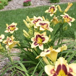 Rainbow Rhythm® 'Star Of The North' Daylily 6 Rainbow Rhythm® 'Star Of The North' Daylily -AURA Flower Shop ec8957e4b42f31aab9743d504f4f2998