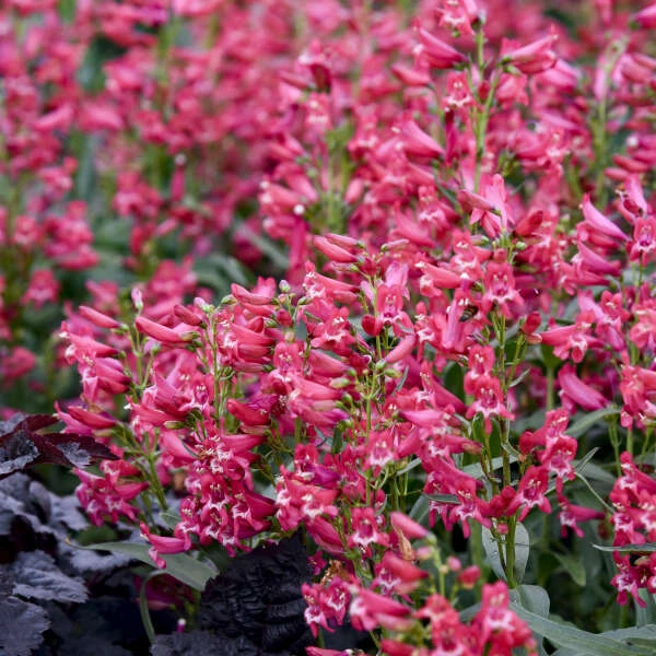Bejeweled™ 'Rose Rhinestones' Beardtongue 2 Bejeweled™ 'Rose Rhinestones' Beardtongue - Image 2
