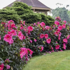 Summerific® 'Evening Rose' Perennial Hibiscus 9 Summerific® 'Evening Rose' Perennial Hibiscus -AURA Flower Shop f6cc1b603dde715f531c36cdecf30684