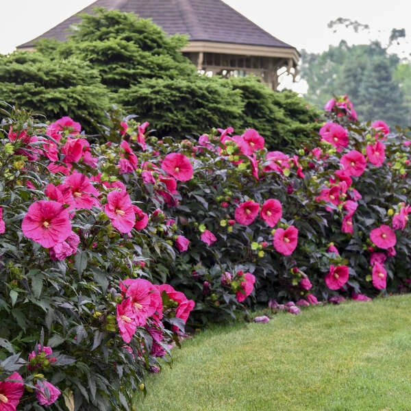 Summerific® 'Evening Rose' Perennial Hibiscus 4 Summerific® 'Evening Rose' Perennial Hibiscus - Image 4