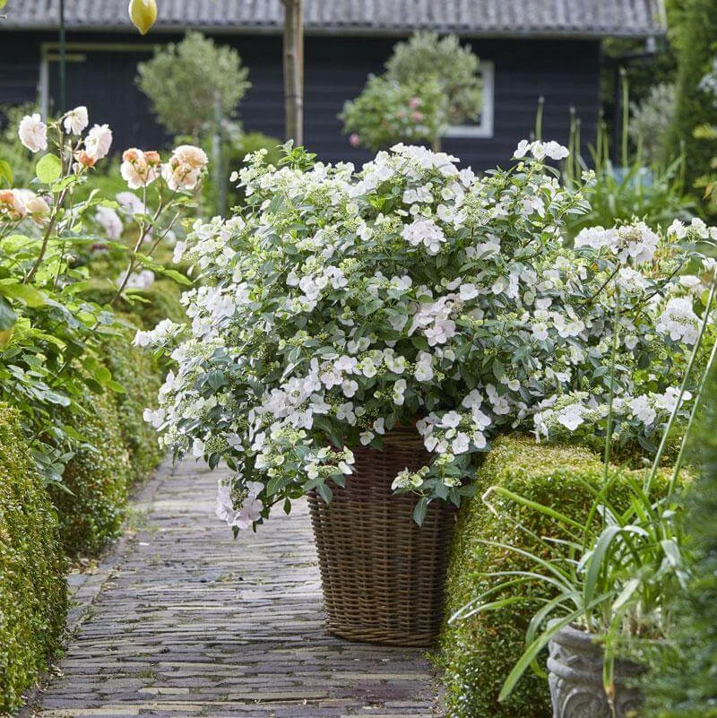 Fairytrail Bride™ Cascade Hydrangea™ 2 Fairytrail Bride™ Cascade Hydrangea™ - Image 2