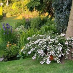 Fairytrail Bride™ Cascade Hydrangea™ 9 Fairytrail Bride™ Cascade Hydrangea™ -AURA Flower Shop fairytrail bride cascading hydrangea 3 sw