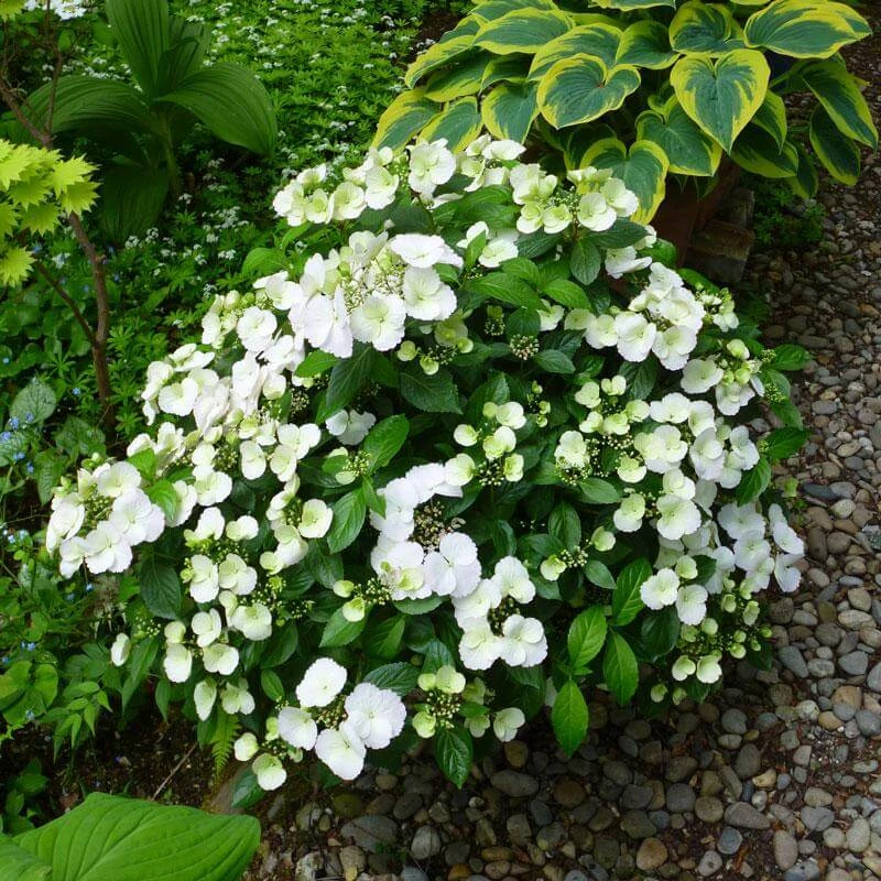 Fairytrail Bride™ Cascade Hydrangea™ 3 Fairytrail Bride™ Cascade Hydrangea™ - Image 3