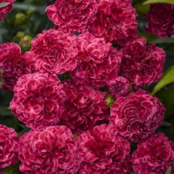 Fruit Punch® 'Raspberry Ruffles' Dianthus 8 Fruit Punch® 'Raspberry Ruffles' Dianthus -AURA Flower Shop fd97f530b14e3eea63e016fcf12ade4b