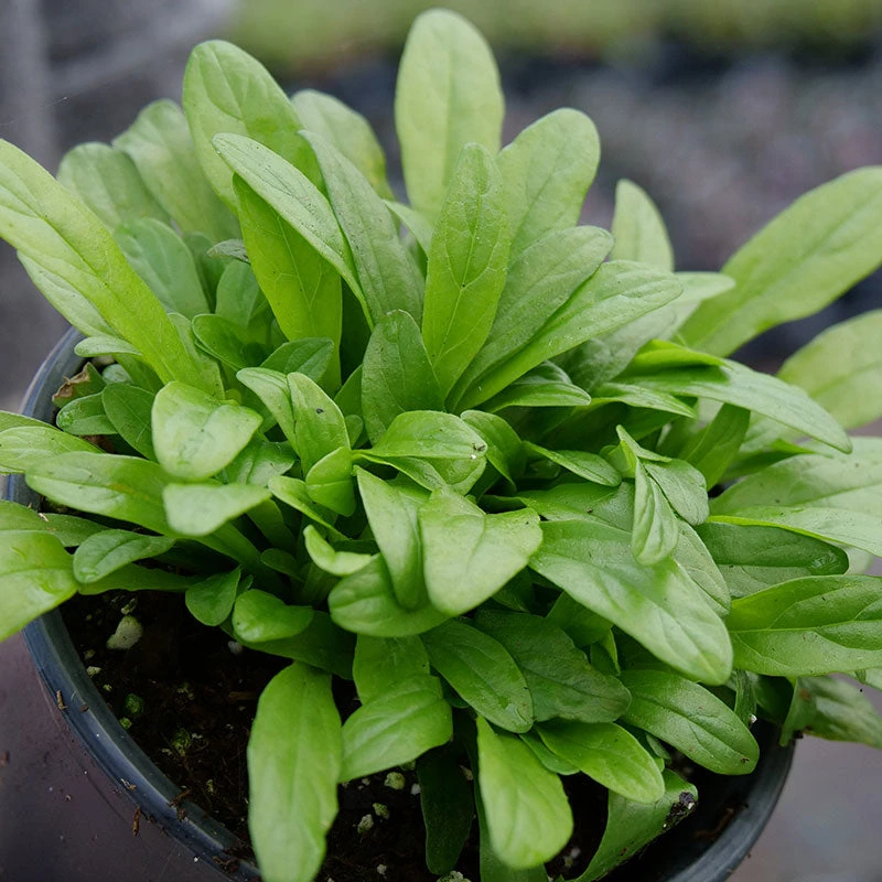 Feathered Friends™ 'Cordial Canary' Bugleweed 4 Feathered Friends™ 'Cordial Canary' Bugleweed - Image 4
