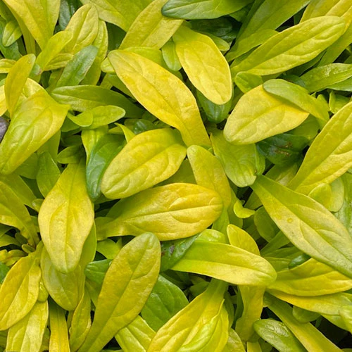 Feathered Friends™ 'Cordial Canary' Bugleweed 2 Feathered Friends™ 'Cordial Canary' Bugleweed - Image 2