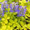 Feathered Friends™ 'Cordial Canary' Bugleweed