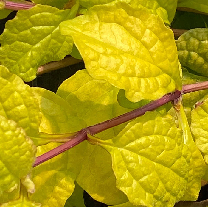 Feathered Friends™ 'Tropical Toucan' Bugleweed 2 Feathered Friends™ 'Tropical Toucan' Bugleweed - Image 2