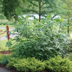 'Chicago Hardy' Fig 5 'Chicago Hardy' Fig -AURA Flower Shop ficus chicago hardy 3 sw