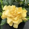 'Golden Magic' Gardenia