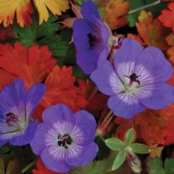 Rozanne® Cranesbill 7 Rozanne® Cranesbill -AURA Flower Shop geranium rozanne cranesbill 2