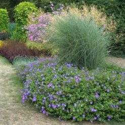 Rozanne® Cranesbill 8 Rozanne® Cranesbill -AURA Flower Shop geranium rozanne cranesbill 3