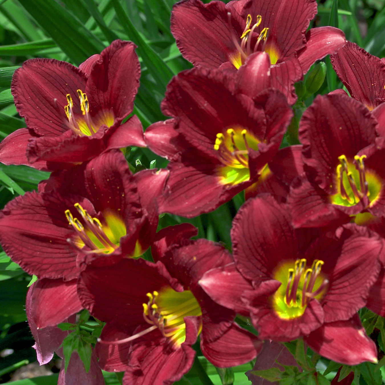 'Ruby Stella' Daylily 1 'Ruby Stella' Daylily