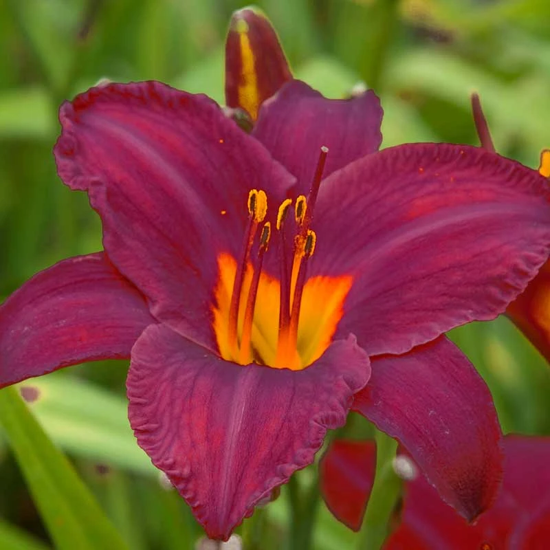 'Ruby Stella' Daylily 2 'Ruby Stella' Daylily - Image 2