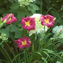 'Ruby Stella' Daylily 7 'Ruby Stella' Daylily -AURA Flower Shop hemerocallis ruby stella 4