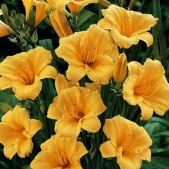 AURA Flower Shop 28 'Stella D'Oro' Daylily