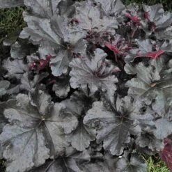 AURA Flower Shop 36 Primo® 'Black Pearl' Coral Bells