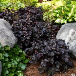 AURA Flower Shop -AURA Flower Shop heuchera primo black pearl coral bells 2