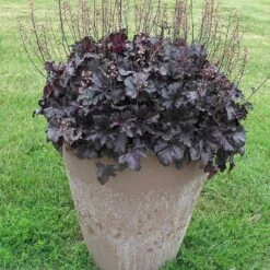 Primo® 'Black Pearl' Coral Bells 10 Primo® 'Black Pearl' Coral Bells -AURA Flower Shop heuchera primo black pearl coral bells 4