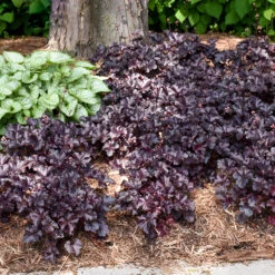 Primo® 'Black Pearl' Coral Bells 11 Primo® 'Black Pearl' Coral Bells -AURA Flower Shop heuchera primo black pearl coral bells 5