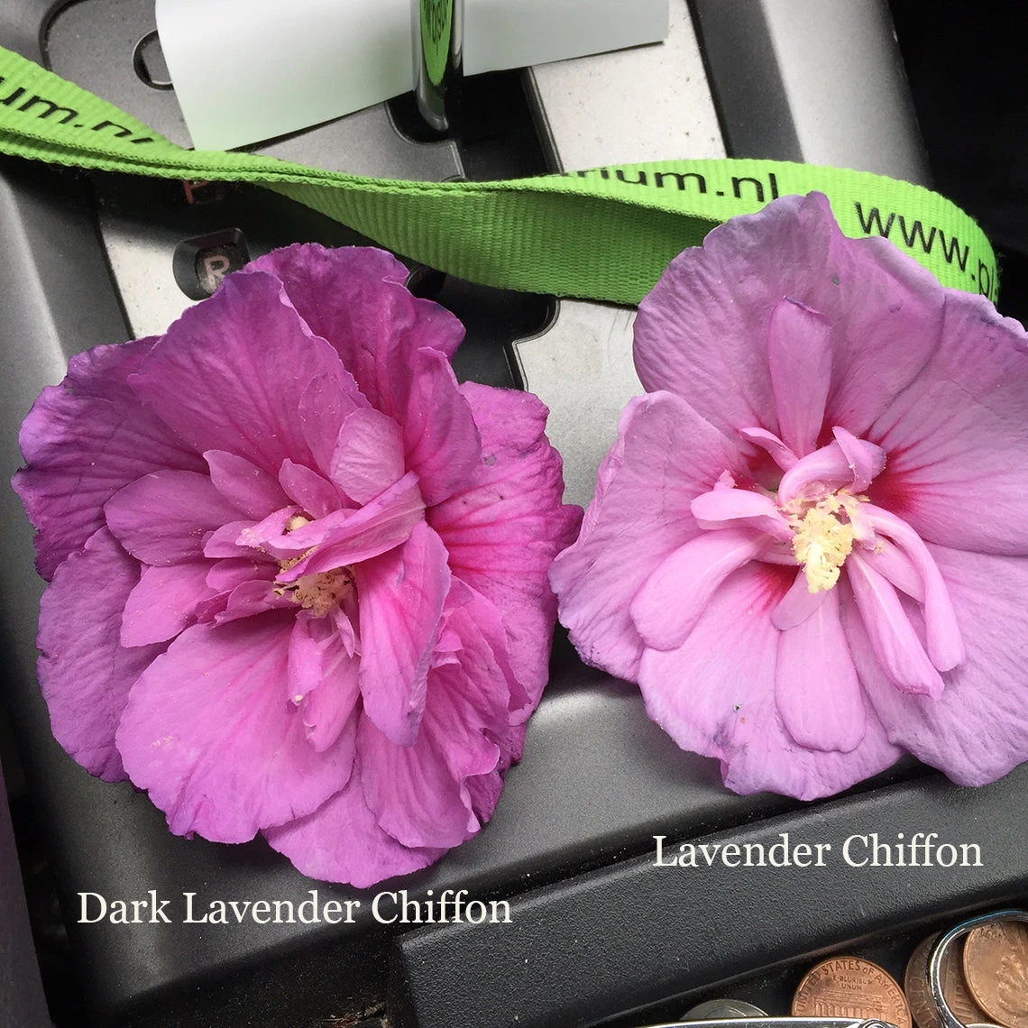 Dark Lavender Chiffon® Rose Of Sharon 3 Dark Lavender Chiffon® Rose Of Sharon - Image 3
