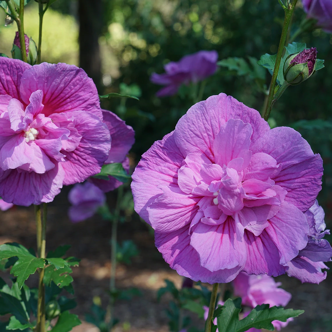 Dark Lavender Chiffon® Rose Of Sharon 1 Dark Lavender Chiffon® Rose Of Sharon