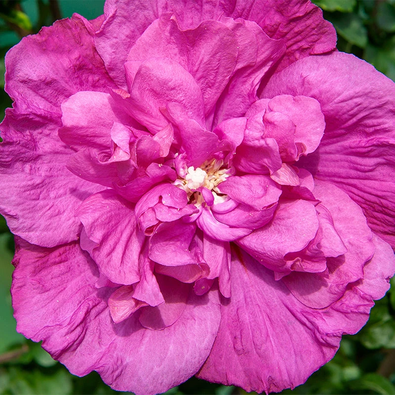 Magenta Chiffon® Rose Of Sharon 1 Magenta Chiffon® Rose Of Sharon