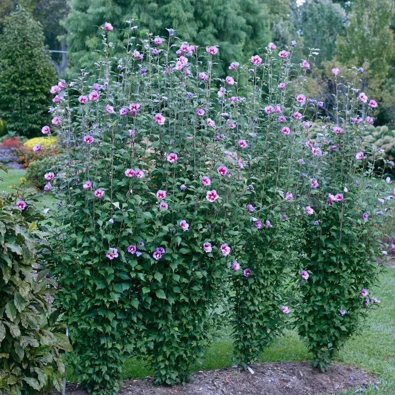 Purple Pillar® Rose Of Sharon 1 Purple Pillar® Rose Of Sharon