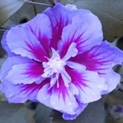 Purple Pillar® Rose Of Sharon 12 Purple Pillar® Rose Of Sharon -AURA Flower Shop hibiscus purple pillar 4