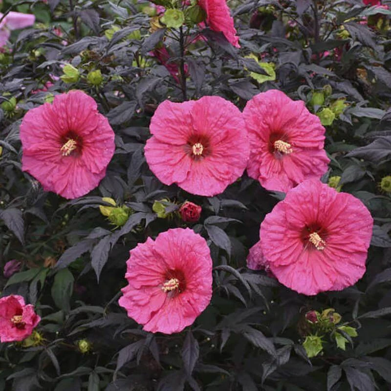 Summerific® 'Evening Rose' Perennial Hibiscus 3 Summerific® 'Evening Rose' Perennial Hibiscus - Image 3