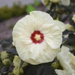 AURA Flower Shop 32 Summerific® 'French Vanilla' Perennial Hibiscus