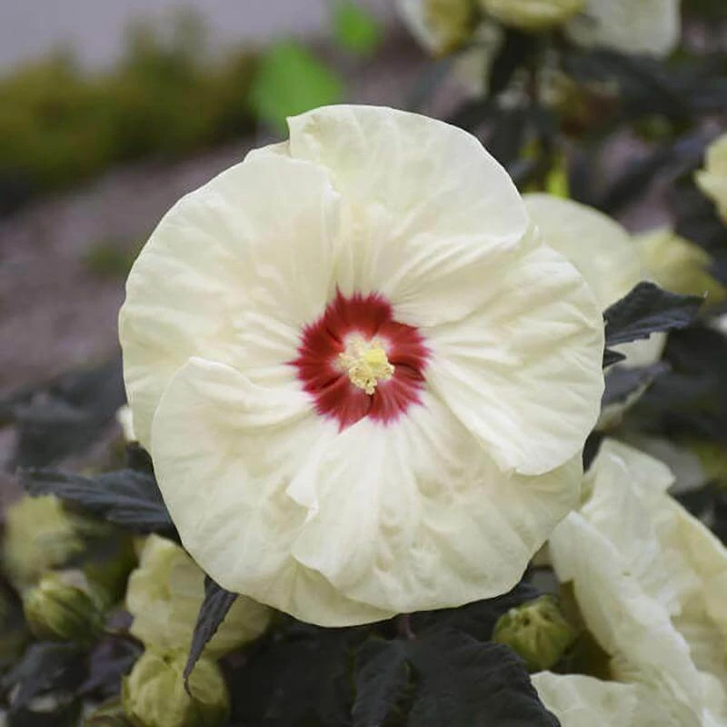 Summerific® 'French Vanilla' Perennial Hibiscus 1 Summerific® 'French Vanilla' Perennial Hibiscus