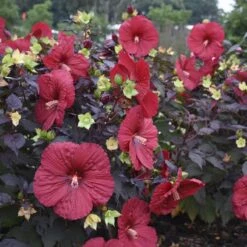 Summerific® 'Holy Grail' Perennial Hibiscus 8 Summerific® 'Holy Grail' Perennial Hibiscus -AURA Flower Shop hibiscus summerific holy grail 2 sw