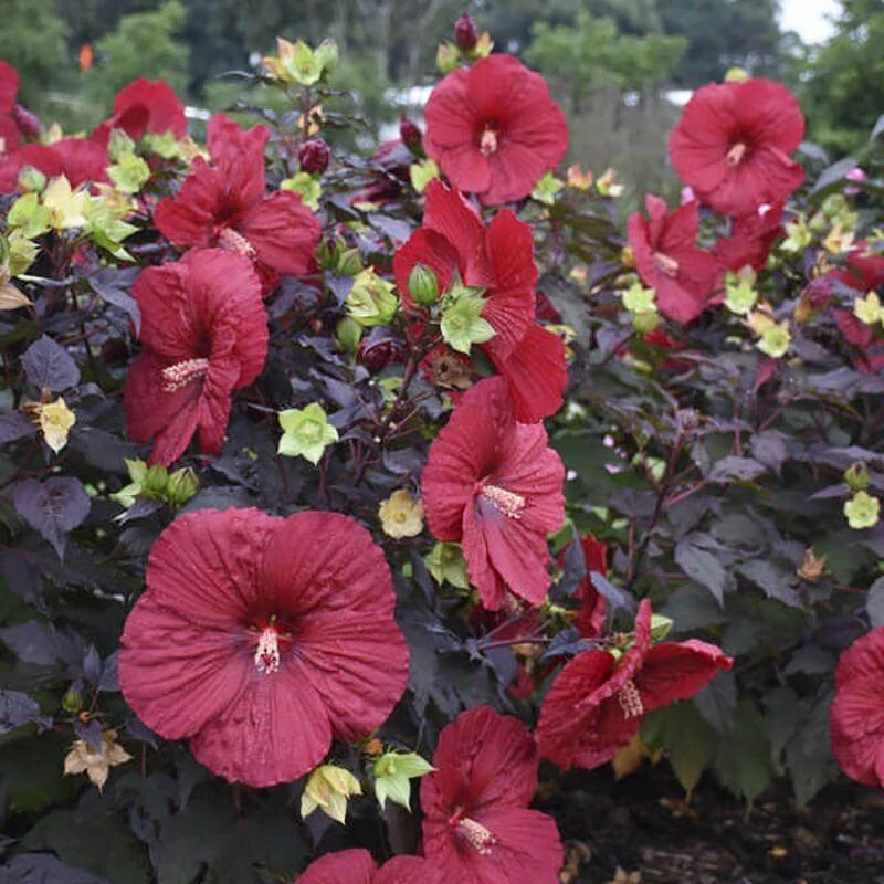 Summerific® 'Holy Grail' Perennial Hibiscus 3 Summerific® 'Holy Grail' Perennial Hibiscus - Image 3