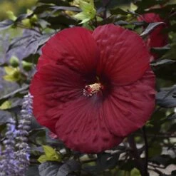 Summerific® 'Holy Grail' Perennial Hibiscus
