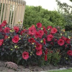 Summerific® 'Holy Grail' Perennial Hibiscus 9 Summerific® 'Holy Grail' Perennial Hibiscus -AURA Flower Shop hibiscus summerific holy grail 4 sw