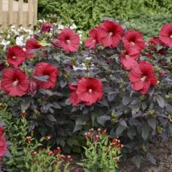 Summerific® 'Holy Grail' Perennial Hibiscus 10 Summerific® 'Holy Grail' Perennial Hibiscus -AURA Flower Shop hibiscus summerific holy grail 5 sw