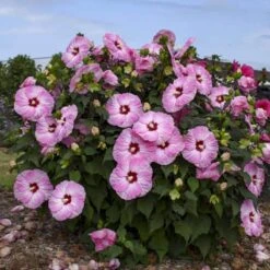 Summerific® 'Spinderella' Perennial Hibiscus 7 Summerific® 'Spinderella' Perennial Hibiscus -AURA Flower Shop hibiscus summerific spinderella 1 sw