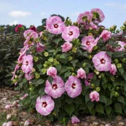 Summerific® 'Spinderella' Perennial Hibiscus 8 Summerific® 'Spinderella' Perennial Hibiscus -AURA Flower Shop hibiscus summerific spinderella 2 sw